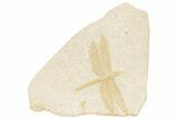 Fossil Dragonfly (Tharsophlebia?) - Solnhofen Limestone #206592-1